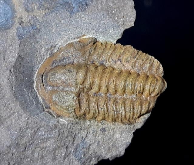 Conocoryphe sulzeri (SCHLOTHEIM, 1823) - Bild © FossNet FossilienStore